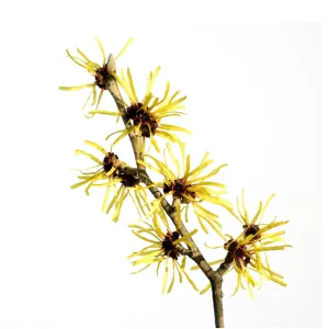 Witch Hazel Extract